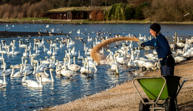 Woman feeding swans at a WWT site